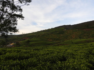 Obraz premium Tea plantation in up country near Nuwara Eliya, Sri Lanka