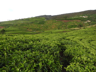 Fototapeta na wymiar Tea plantation in up country near Nuwara Eliya, Sri Lanka