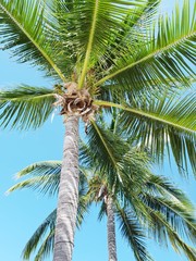 coconut palm tree with coconuts