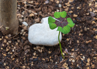 Gl&uuml;cksklee mit Herz aus Stein