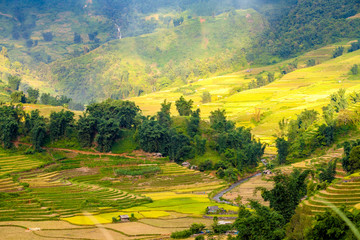 Obraz premium golden season in northwestern vietnam with rice fields