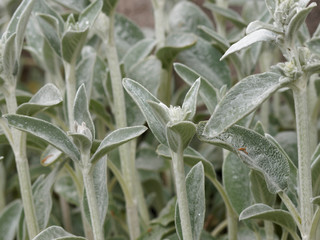 lamb's-ear or woolly hedgenettle (Stachys byzantina) 