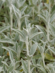 lamb's-ear or woolly hedgenettle (Stachys byzantina) 