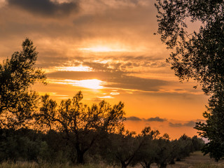 Olive trees at sunset. In Canino, Italy