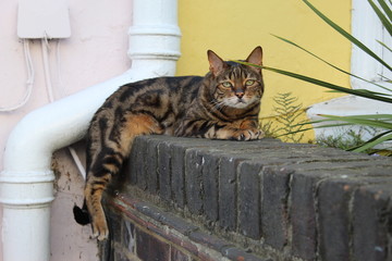 Chat dans les rues de Londres