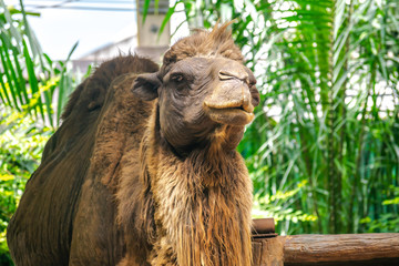 Bactrian camel or Camelus ferus