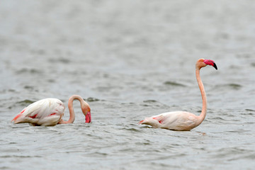 Rosaflamingo (Phoenicopterus roseus) - Greater flamingo