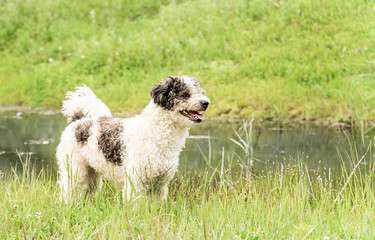 Bichon frise mixed breed dog standing in the grass in the park near the pond in summer day