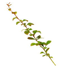 Twig with green and orange leaves