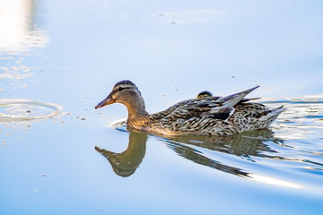 Ducks in freedom