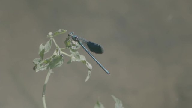 blue libel - Lib&eacute;llule bleue