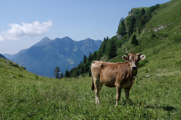 Fototapeta na wymiar Mucca al pascolo in montagna alpi orobie italia lombardia