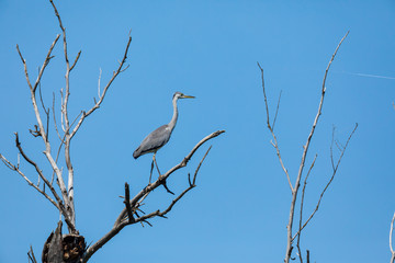 Silhouettes of gray herons sitting on the branches of a dry tree