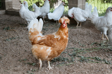 one red chicken centered in a chicken coop among white hens