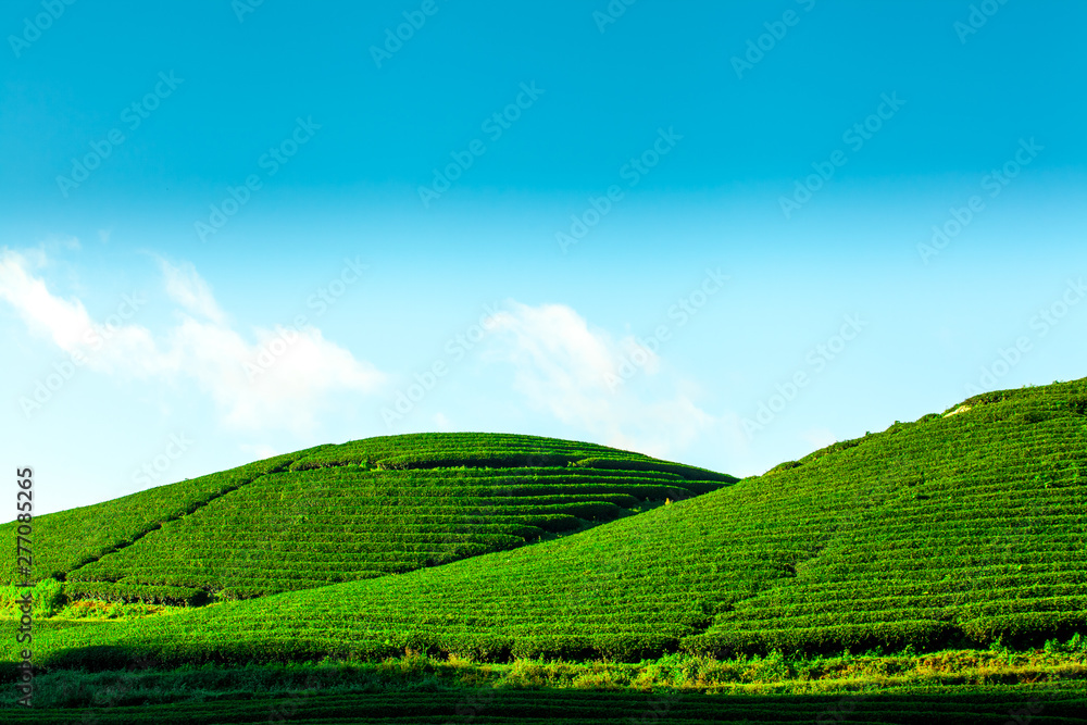 Wall mural Beautiful landscape of Tea hill in Moc Chau Highland, Vietnam
