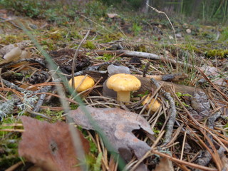 Chanterelle