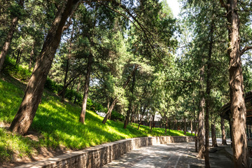 View of the iconic beautiful trees and walking paths through the green parks at the Summer Palace, a vast ensemble of lakes, gardens and palaces in Beijing, China.