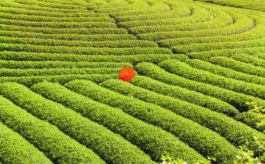 Beautiful landscape of Tea hill in Moc Chau Highland, Vietnam

