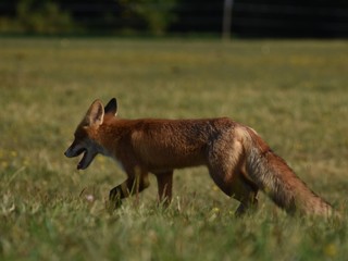 Obraz premium fox the wild