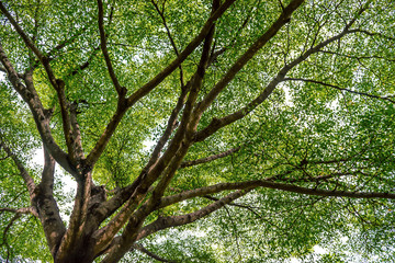 Obraz premium View of the green giant tree for the natural environment concept background and texture