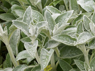 Stachys byzantina - L'épiaire de Byzance ou épiaire laineuse aux feuilles couvrantes, duveteuse,...