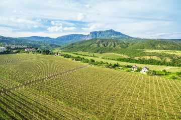 Vineyard in Crimea, Russia. Scenic panorama of the vineyard taken from above. Aerial view of Crimea...