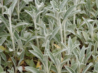 Stachys byzantina - L'épiaire de Byzance ou épiaire laineuse aux feuilles couvrantes, duveteuse,...