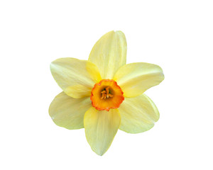 Beautiful flower yellow narcissus isolated on white background