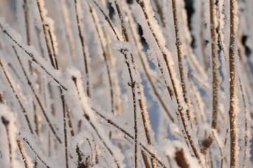 grass in frost
