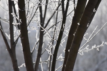 branches of a tree in winter