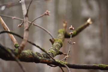 branch