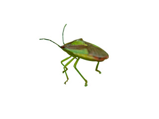 Shield bug on leaf macro back view