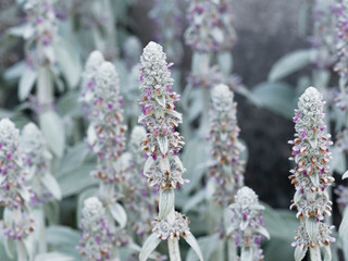 Stachys byzantina - L'épiaire de Byzance ou épiaire laineuse 