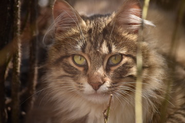 portrait of cat