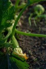 Young zucchini plants on soil in garden