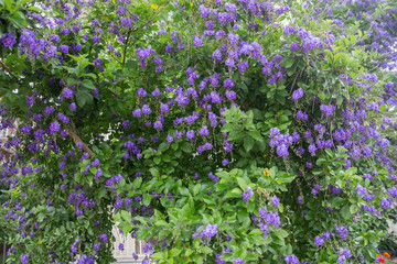 flowering trees of turkey