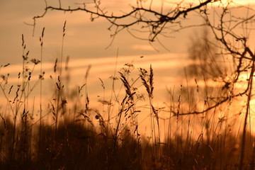 Obraz premium sunset over wheat field