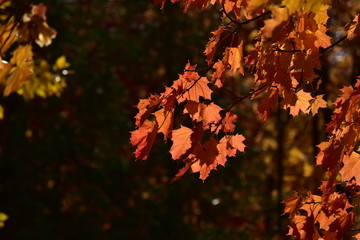 red maple leaves in autumn