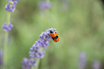 Obraz premium Lavender