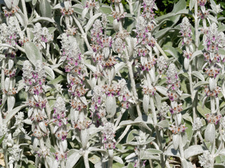 Stachys byzantina - Floraison estivale de l'épiaire de Byzance en forme de hampe florale de...