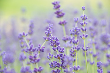 Obraz premium Lavender