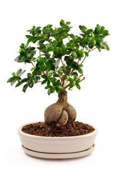 Bonsai Tree in ceramic pot