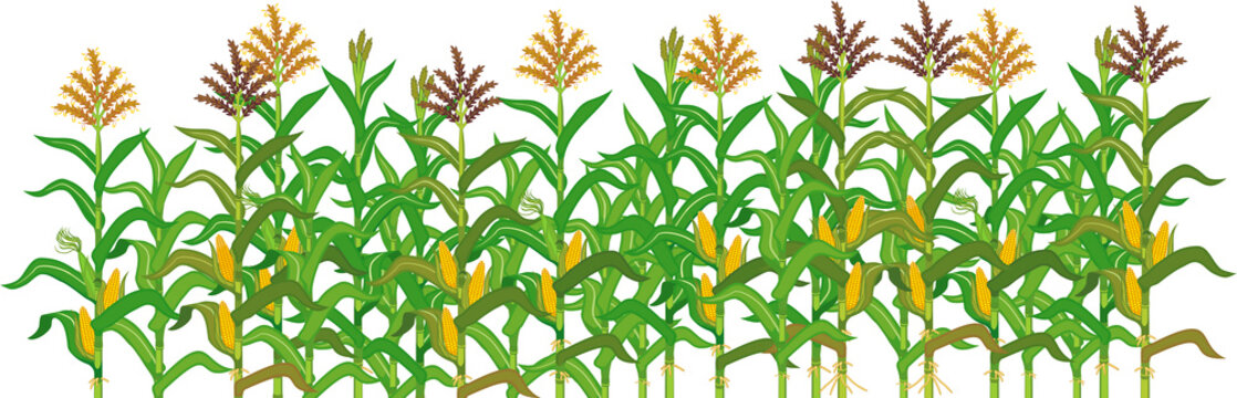 Agriculture plant border with cornfield isolated on white background. Group of corn (maize) plants with green leaves and ripe yellow corn ear