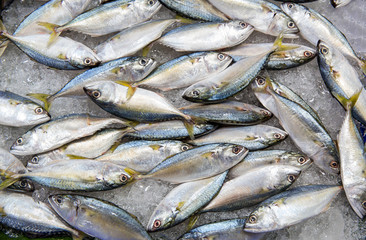 Obraz premium Fresh tuna fish in market.Fresh mackerel fish at the seafood market, Traditional fish in market. Soft focus 