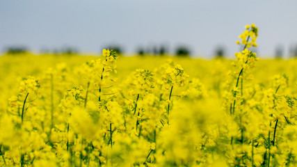 Obraz premium Blooming oilseed rape, rape fields. Close up
