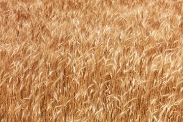 Blurred background of a golden field of growing ripe wheat