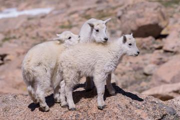 Wildlife of Colorado. Mountain Goats on Colorado Mountain Peaks