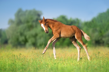 Red colt free run