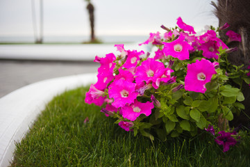 Flowerbed of pink flowers outdoor at beach