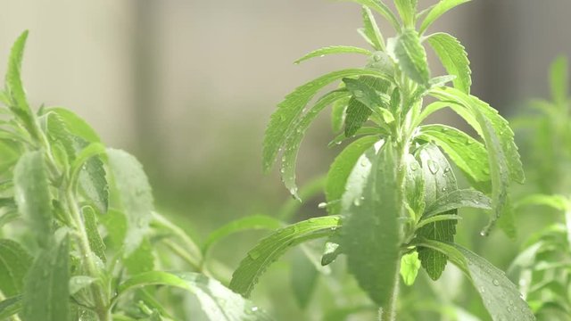 Plantas 2